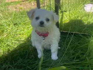 Chihuahua dogs 4 white long coat pups - Advert 12