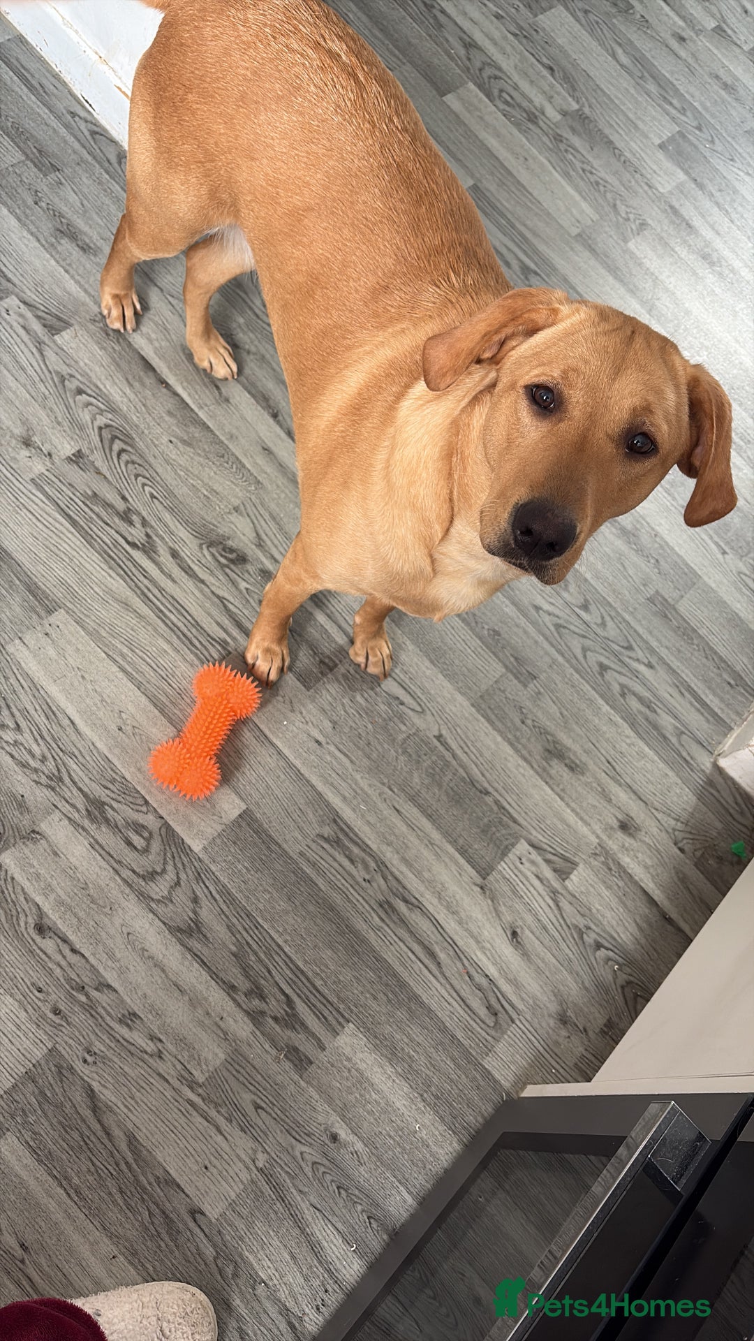 Labrador Retriever dogs for sale: Darcy  - Image 4