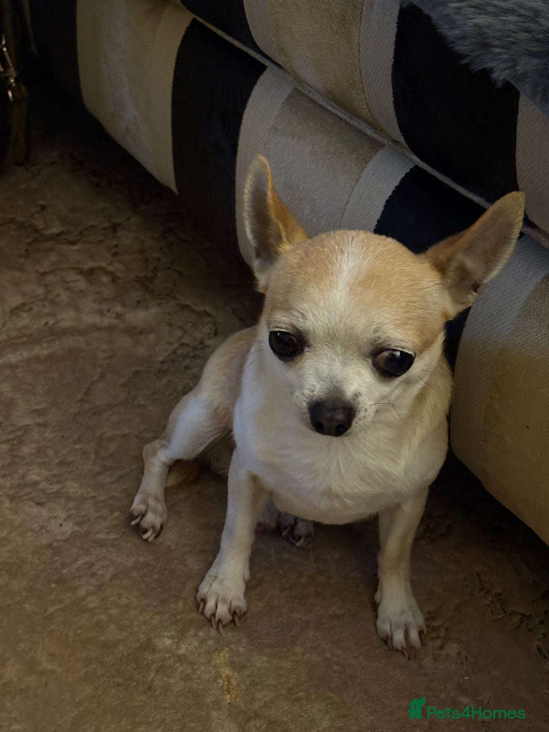 Mixed Breed dogs for sale: Jackawawa pups  - Advert 13