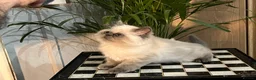 Persian cats for sale: Soo affectionate "Hand reared",persian kitten (M)  - Advert 9