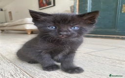 Mixed Breed cats for sale: Four beautiful little kittens - Image 36