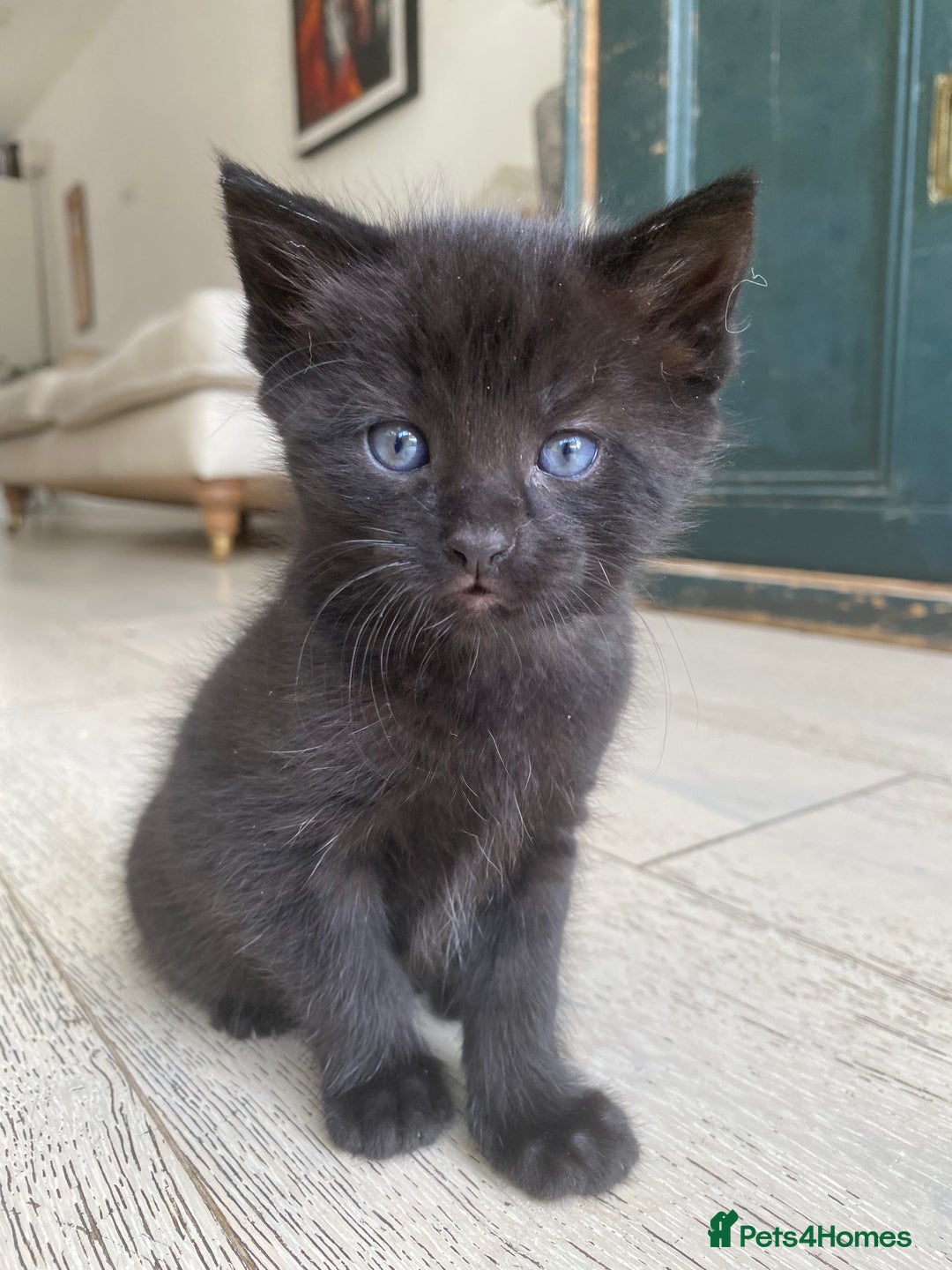 Mixed Breed cats for sale: Four beautiful little kittens - Image 36