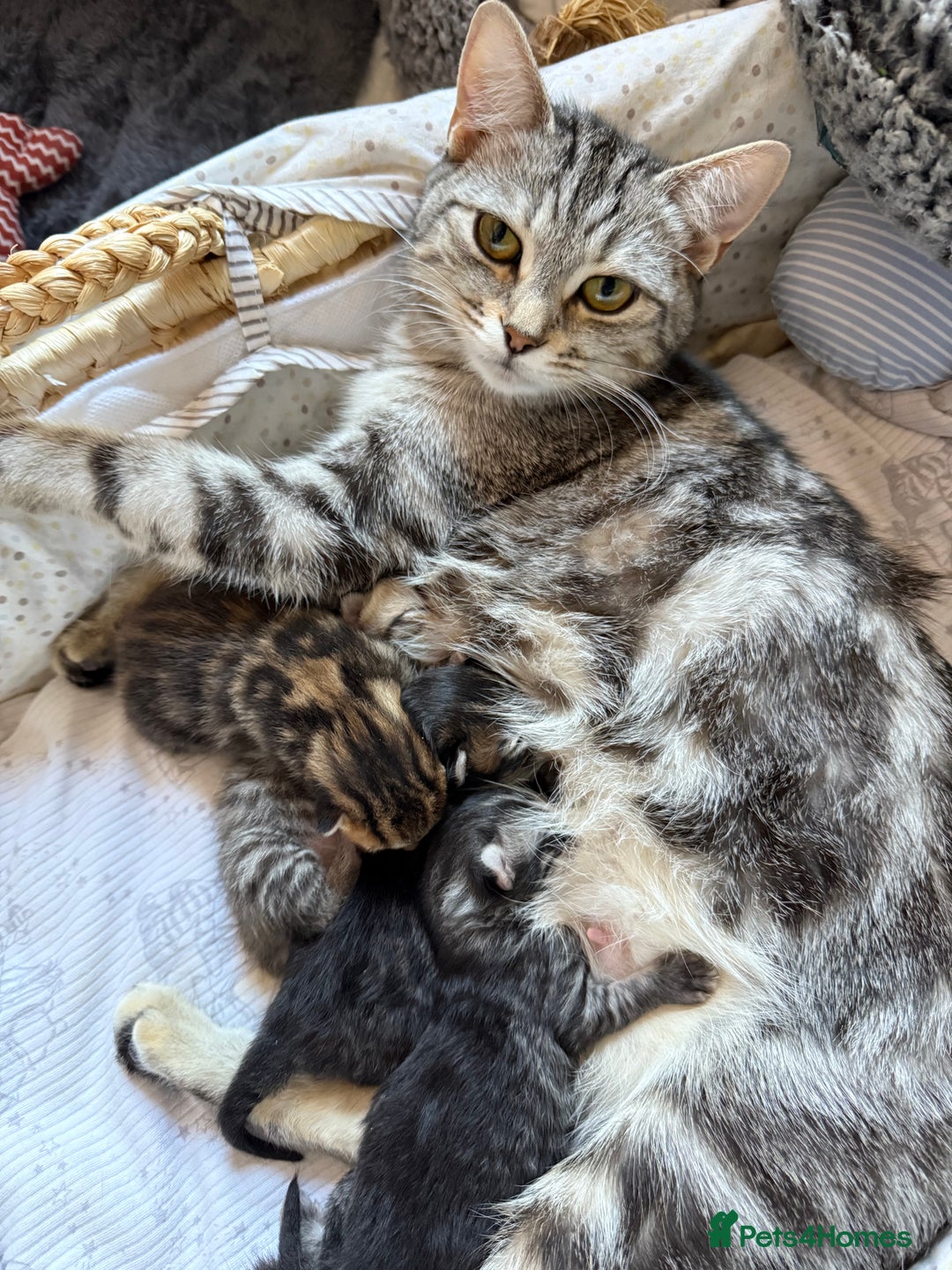 Mixed Breed cats for sale: 4 Healthy Adorable Fluffy Tabby Kittens 🐱💕💘 - Advert 11