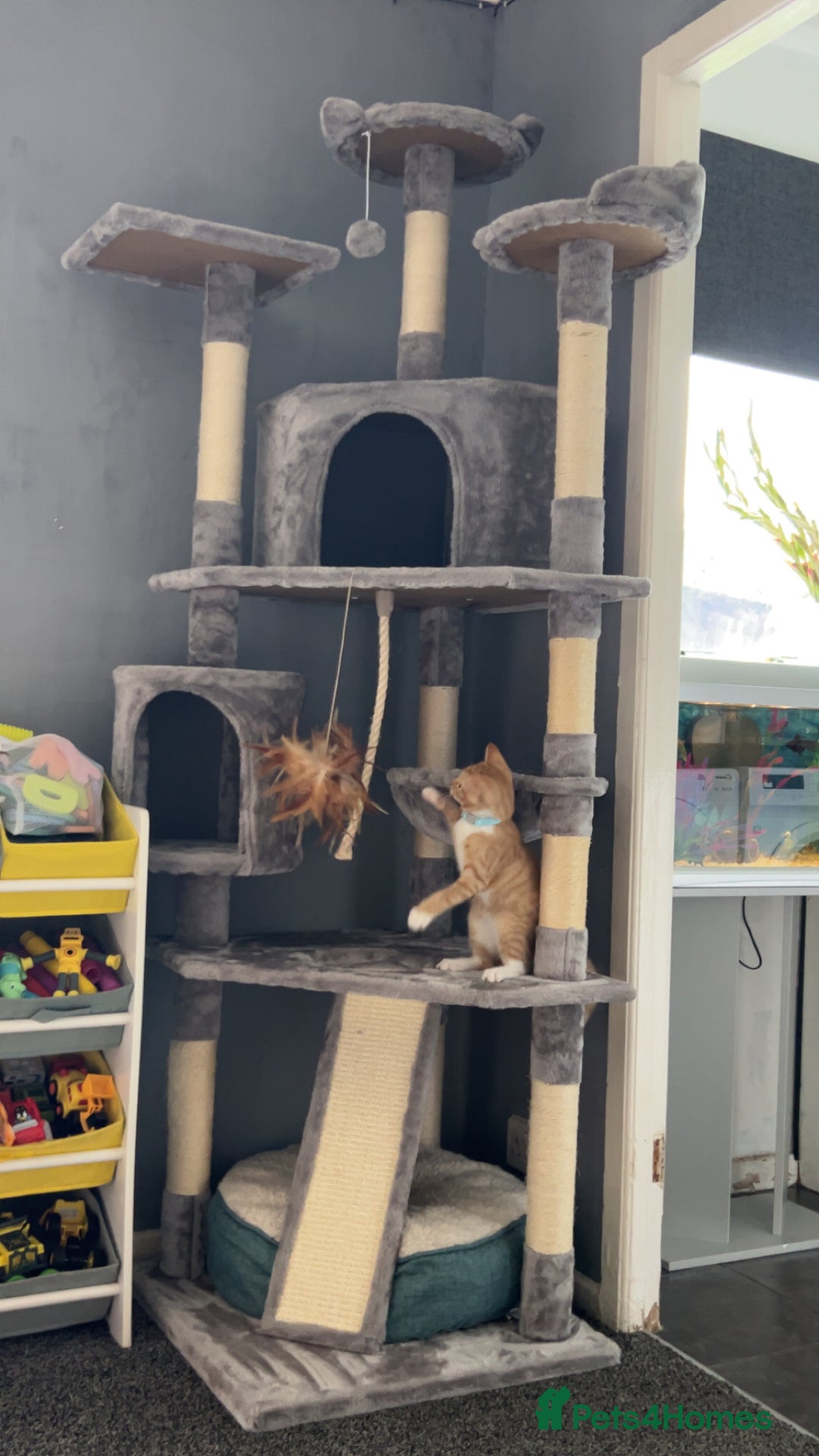 Mixed Breed cats for sale: 8month old male kitten - Advert 10