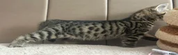 Bengal cats for sale: 5 Baby Bengal kittens  in Rhyl - Advert 9
