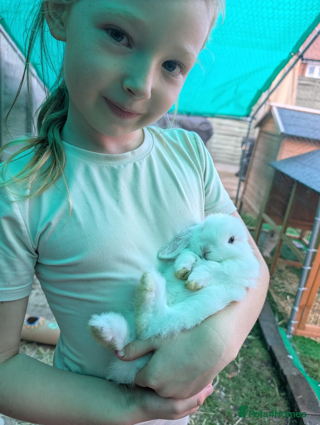 Mini Lop rabbits for sale: Mini lop family  - Advert 2
