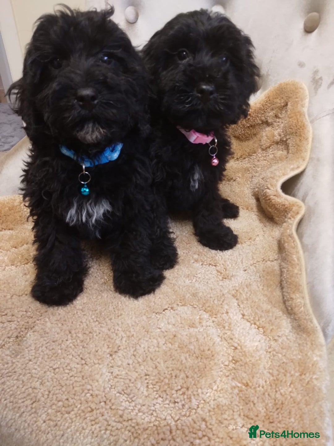 Cockapoo dogs for sale: Cockapoo - Advert 2