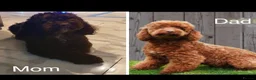 Cockapoo dogs for sale: Cockapoo Puppies in Oldbury - Advert 6