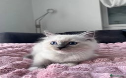 Ragdoll cats for sale: Affordable Ragdolls purebred for sale - Image 10
