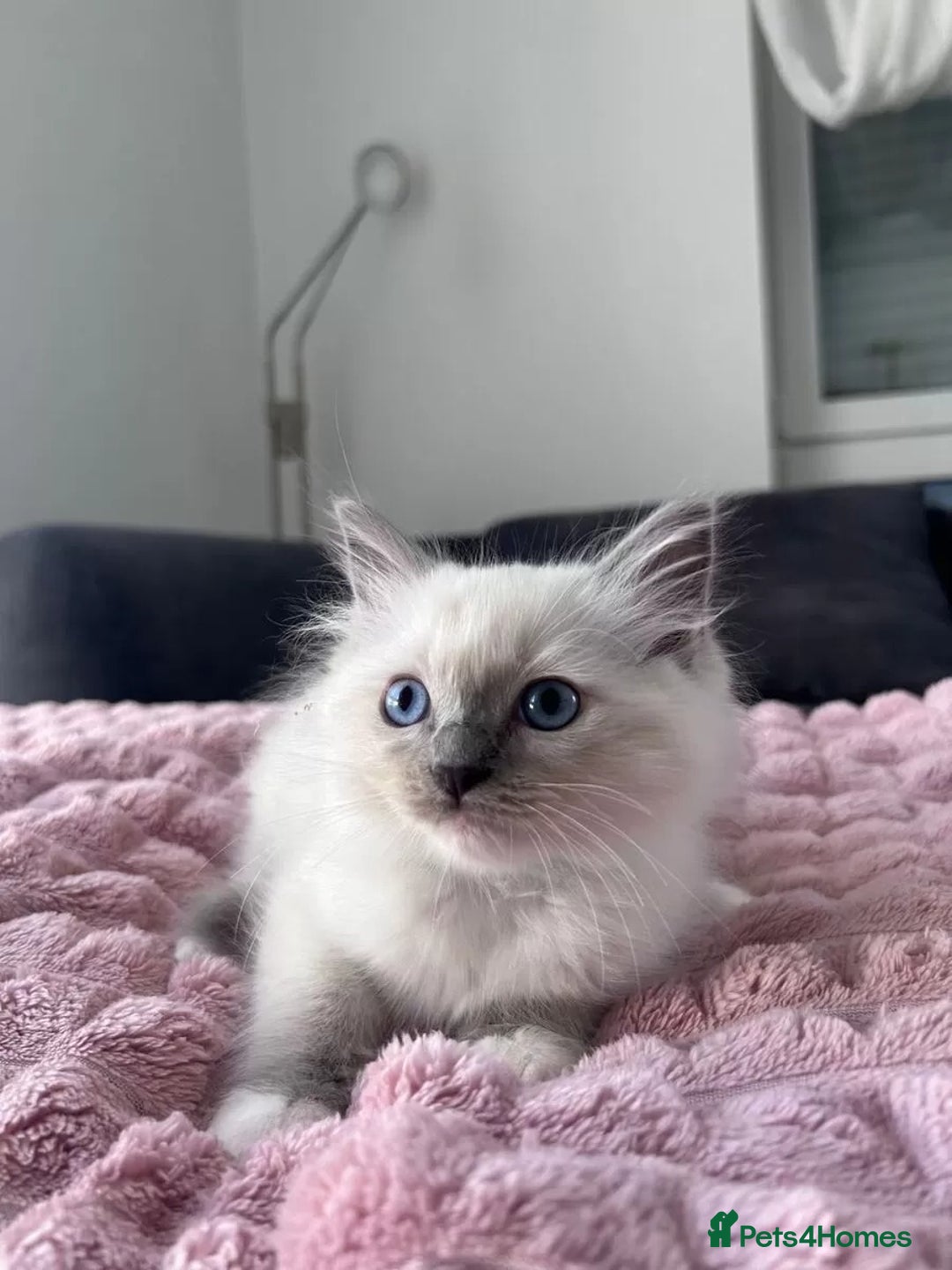 Ragdoll cats for sale: Affordable Ragdolls purebred for sale - Image 10