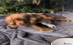 Cocker Spaniel dogs for sale: Three male cocker spaniel puppies for sale - Image 14