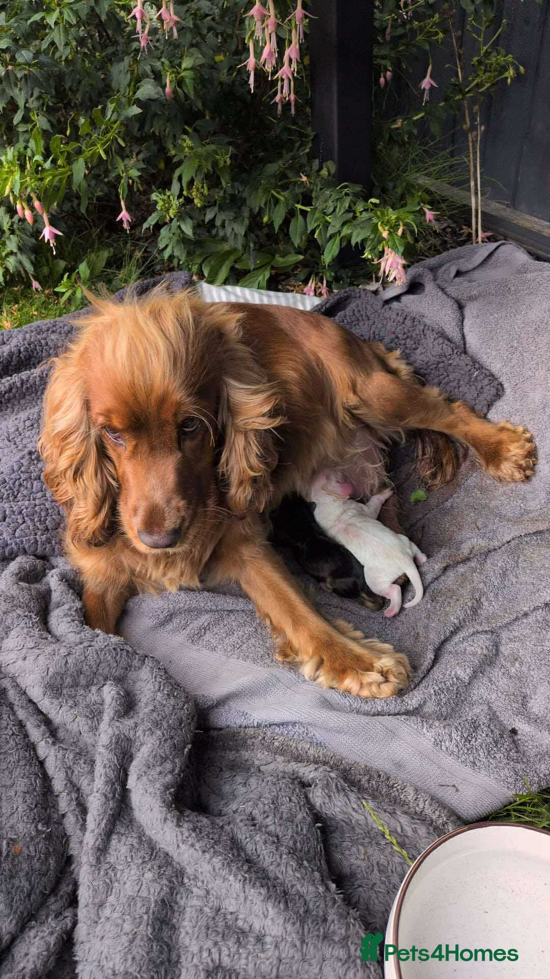 Cocker Spaniel dogs for sale: Three male cocker spaniel puppies for sale - Image 14