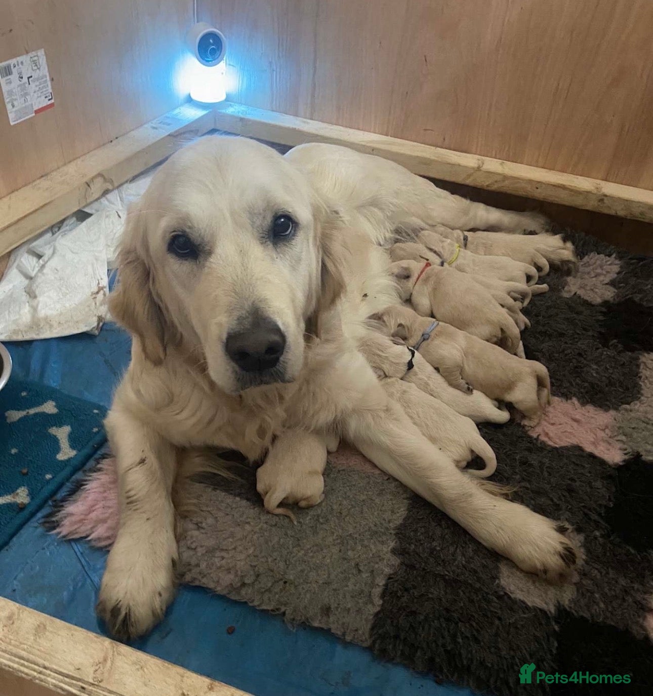 Golden Retriever dogs Golden retriever puppies  - Advert 4