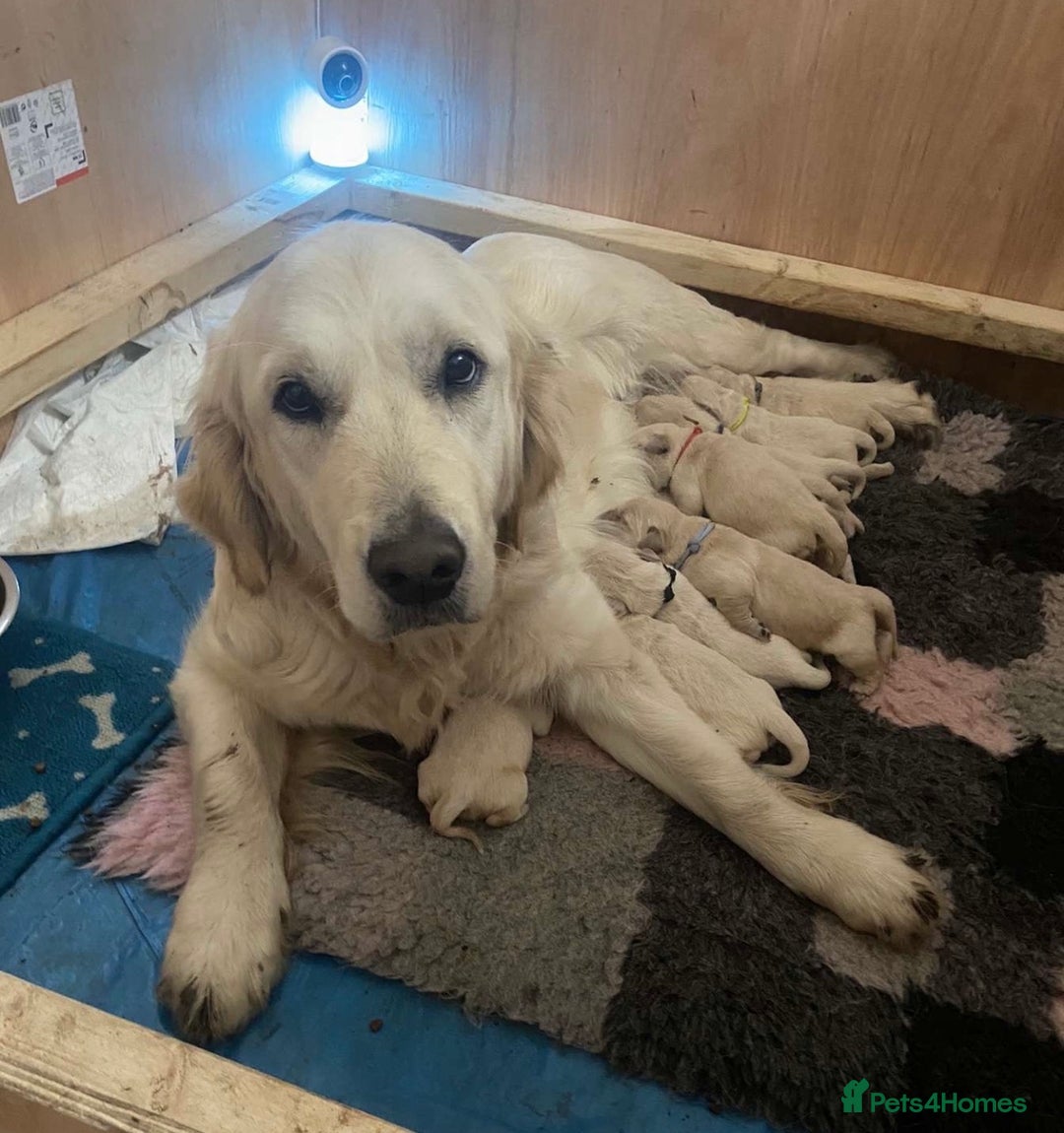 Golden Retriever dogs for sale: Golden retriever puppies  - Advert 1