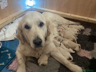 Golden Retriever dogs Golden retriever puppies - Advert 1