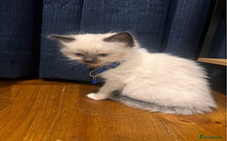 Ragdoll cats - Advert 6