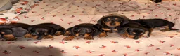 Dachshund dogs for sale:  Dachshunds 4 girls,5 boys 3 wired haired 6 smooth - Advert 4