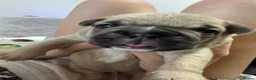 Mixed Breed dogs for sale: French bulldog/ British bulldog puppies  - Advert 15