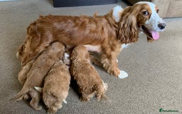 Cockapoo dogs for sale: Health tested cockapoo puppies available  - Image 1