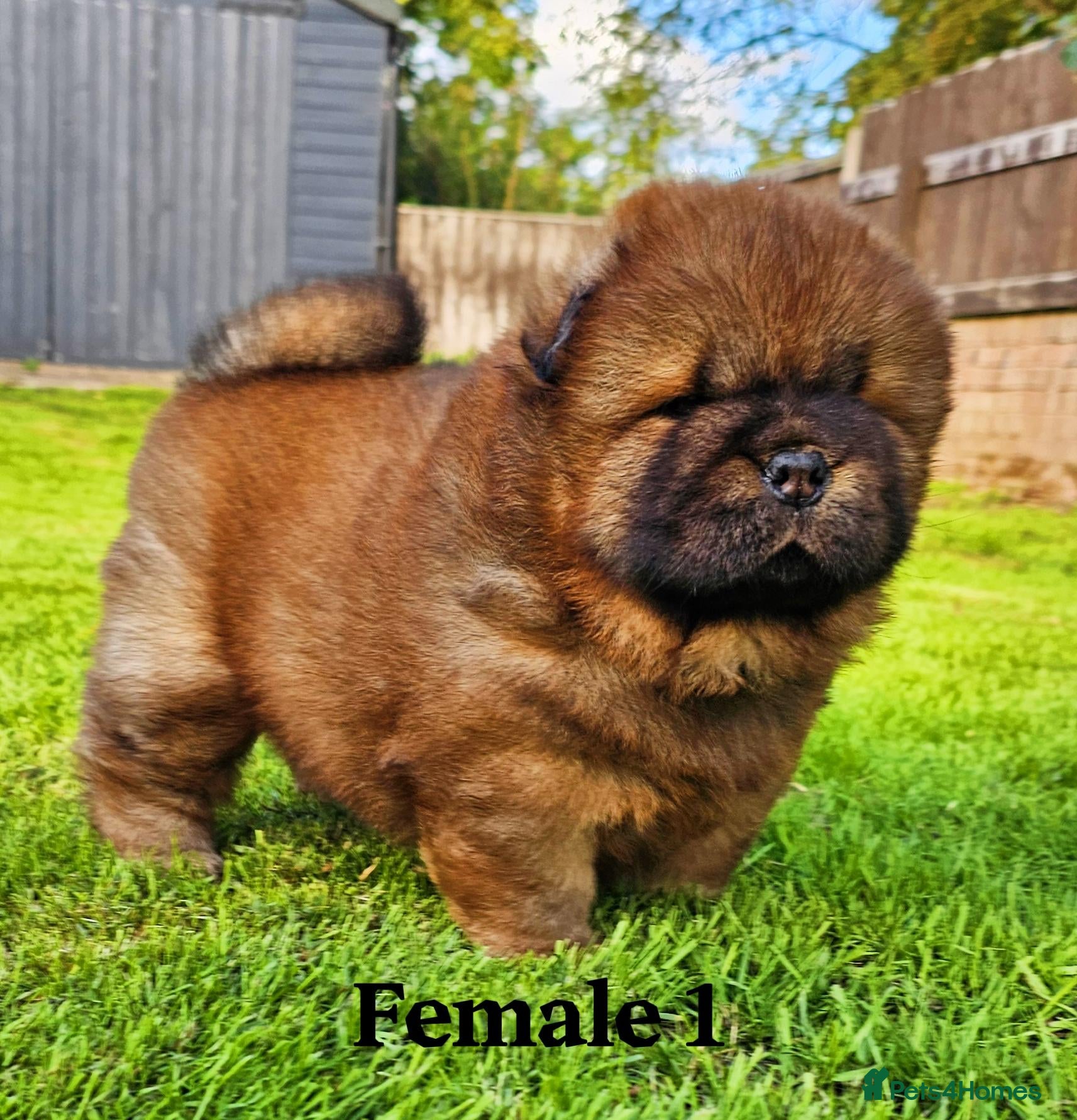 Chow Chow dogs Crufts and European champions litter  - Advert 2