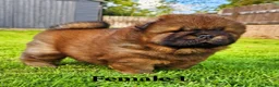 Chow Chow dogs for sale: Crufts and European champions litter  - Advert 2