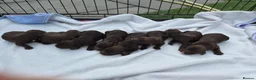 Cocker Spaniel dogs for sale: Cocker spaniel pups  - Advert 9