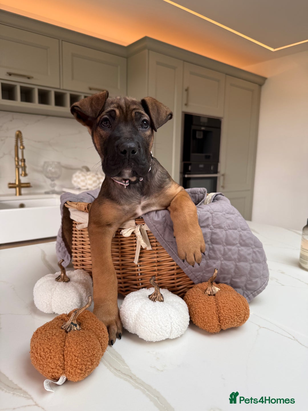 Cane Corso dogs for sale: Beautiful Cane Corso Puppies - Advert 33