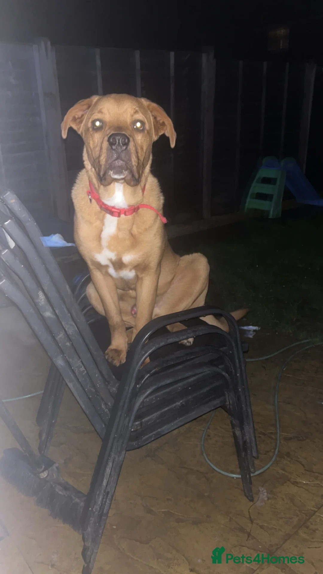 Mixed Breed dogs for sale: Mastweiler puppy in Bury Saint Edmunds - Advert 2