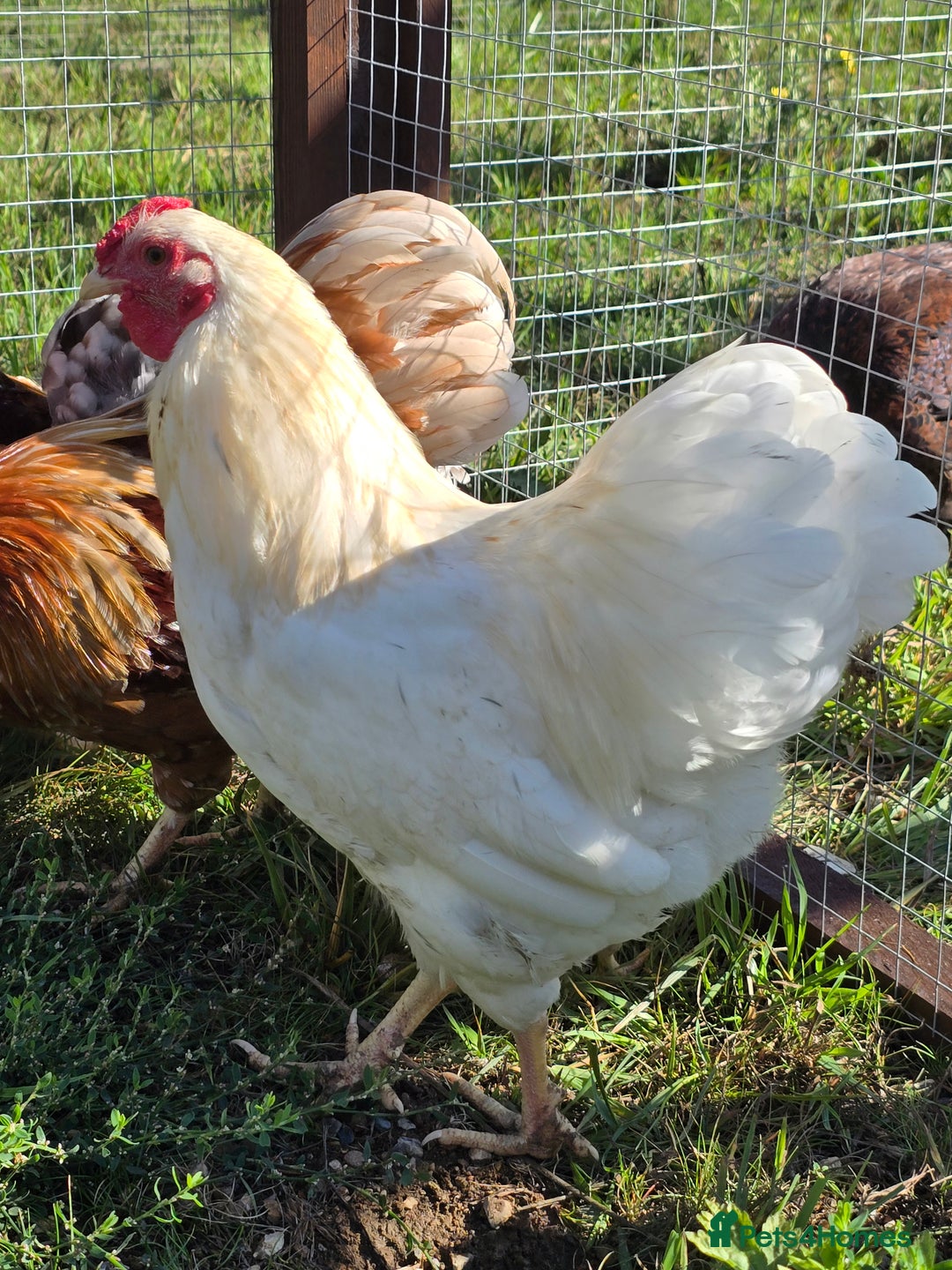Chickens poultry for sale: Wyandotte Bantams  - Image 6