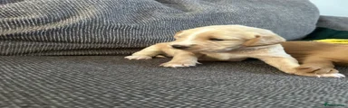 Labradoodle Puppy 7