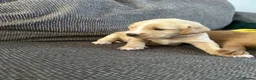 Labradoodle dogs for sale: 1 Female Labradoodle looking for her forever home  - Advert 39