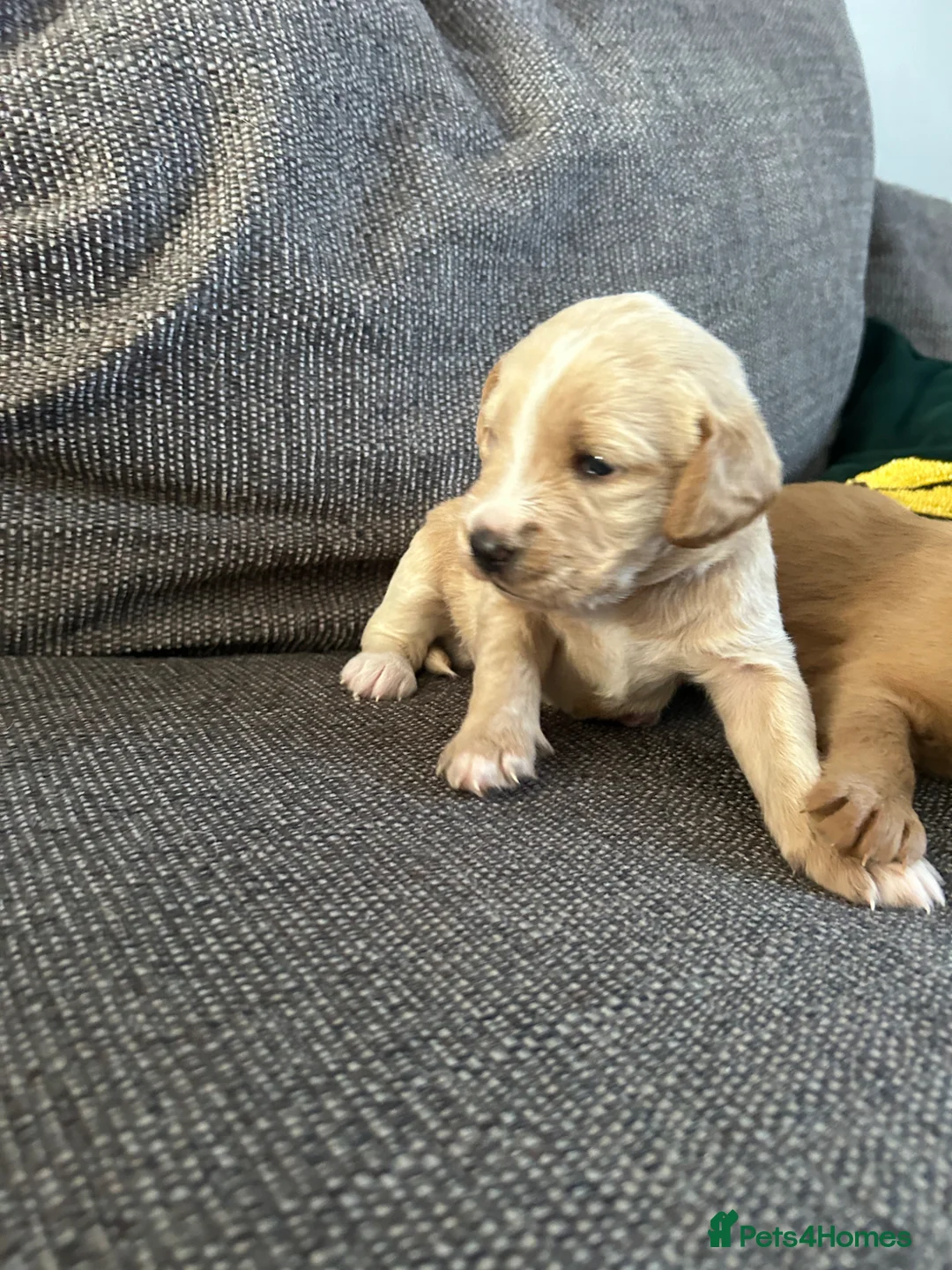 Labradoodle dogs for sale: 1 Female Labradoodle looking for her forever home  - Advert 39
