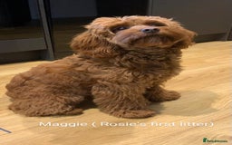 Cavapoo dogs for sale: Waiting List now open - DARK RED PREMIUM QUALITY - Image 7