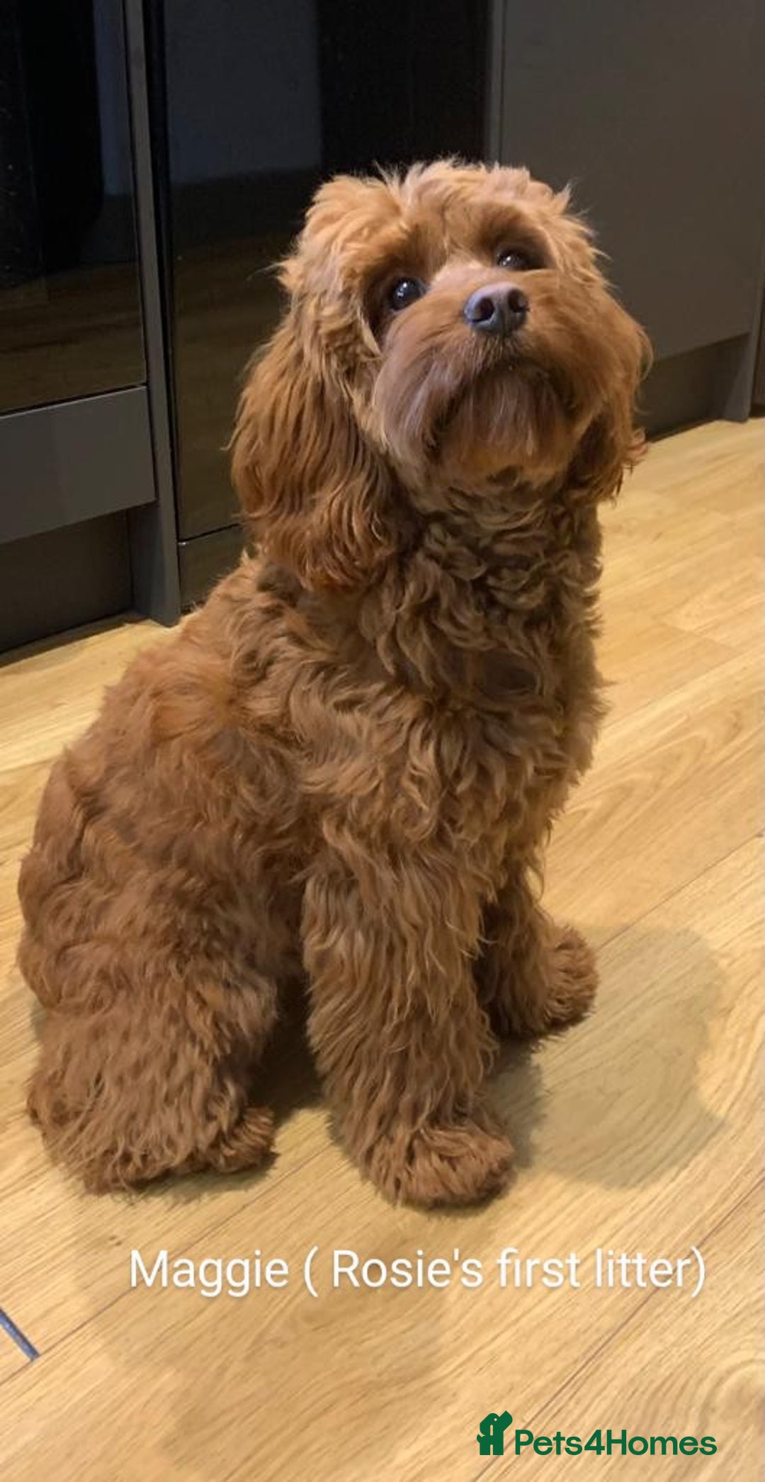 Cavapoo dogs for sale: Waiting List now open - DARK RED PREMIUM QUALITY - Image 7