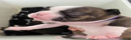 Boston Terrier dogs for sale: Five gorgeous puppies, looking for a forever home - Advert 9