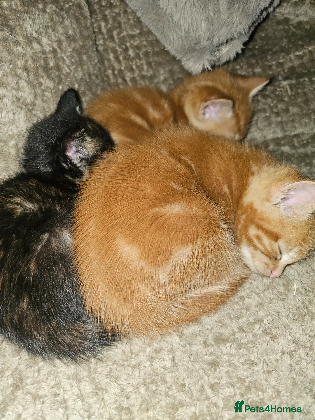 Mixed Breed cats for sale: Ginger kitten and black and ginger kitten  - Advert 5