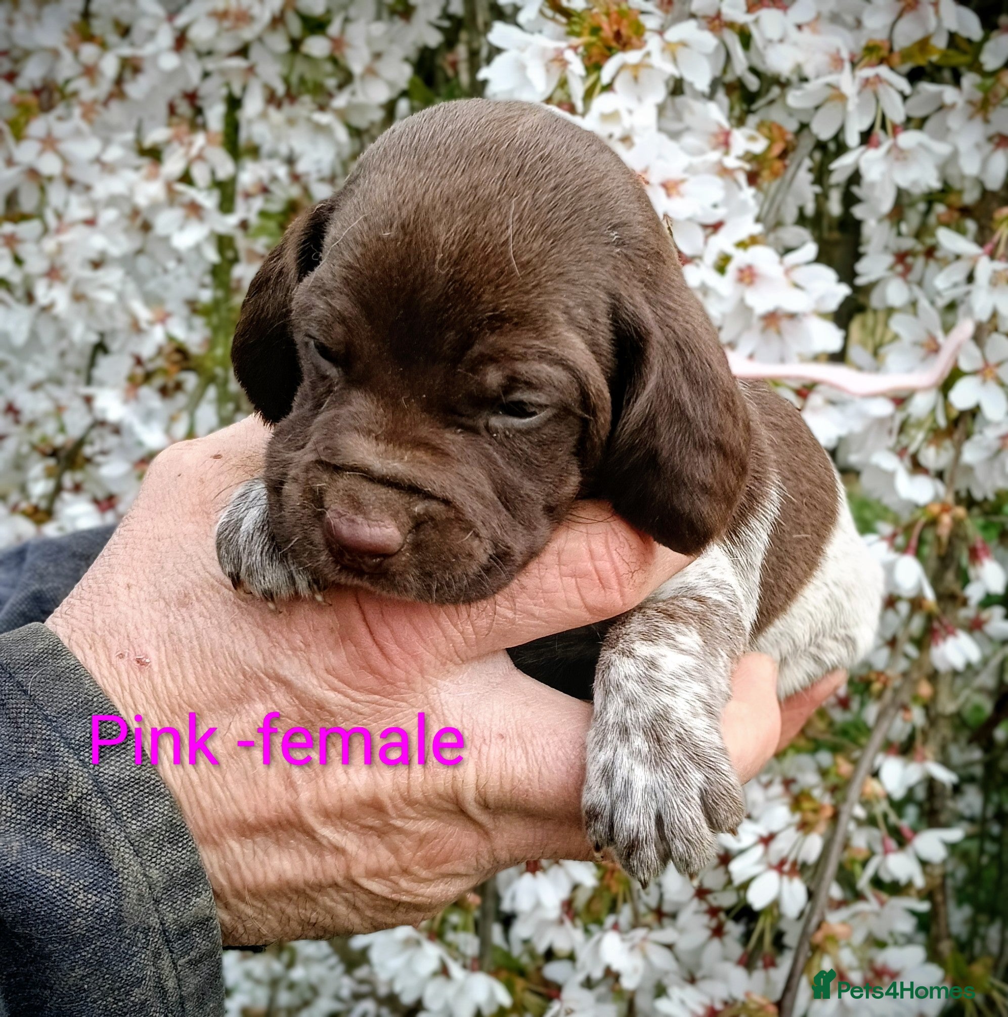 Pointer dogs Pointer puppies - Fenlanders - Advert 2