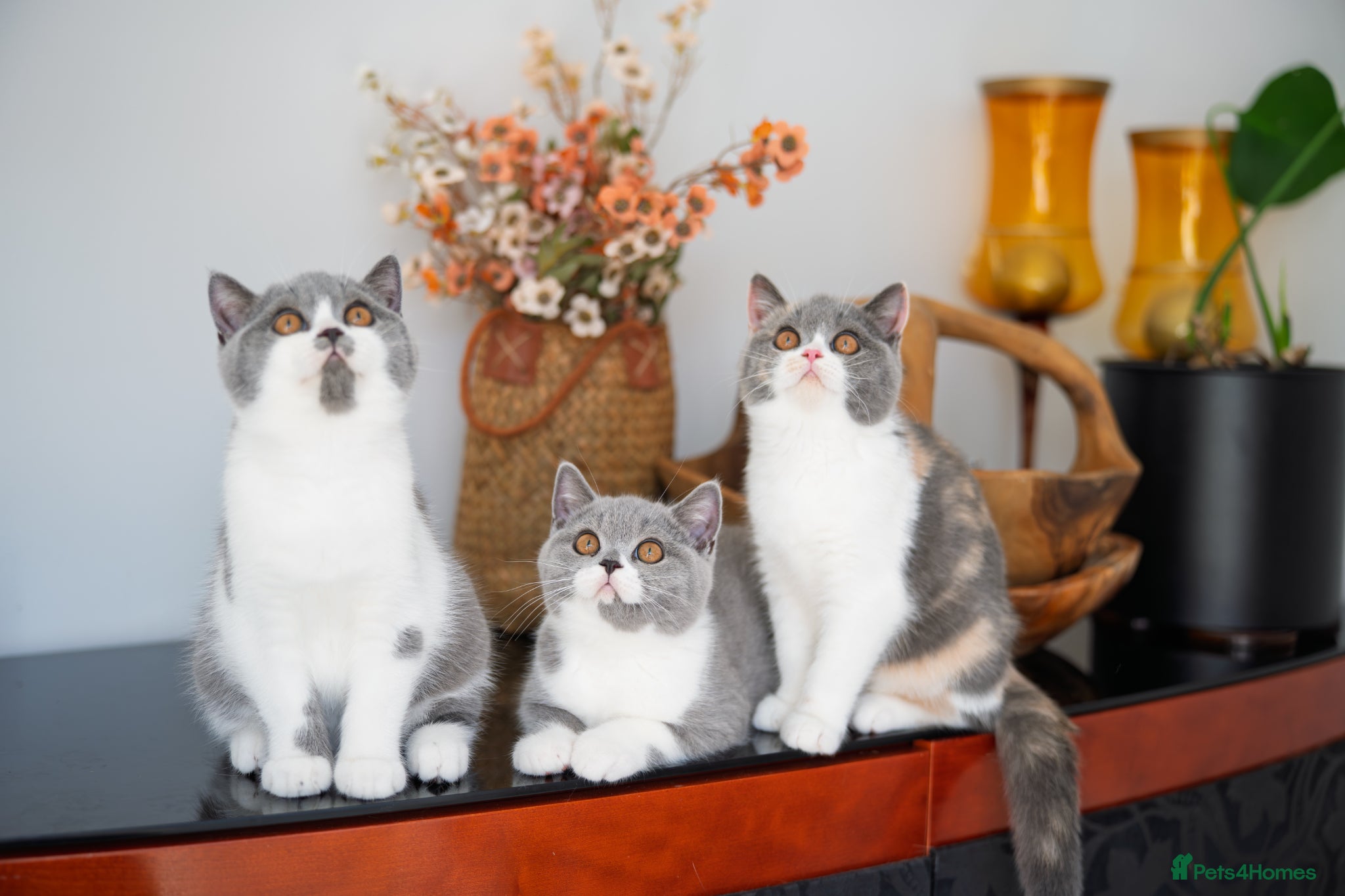British Shorthair cats GCCF and TICA Registered -Show Quality BSH. - Advert 8