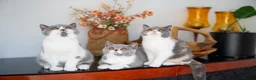 British Shorthair cats for sale: GCCF and TICA Registered -Show Quality BSH. - Advert 1