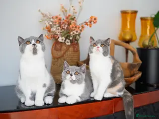 British Shorthair cats GCCF and TICA Registered -Show Quality BSH. - Advert 8