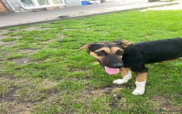 Mixed Breed dogs for adoption: 💙🐶 BRUNO 🐶💙 - Image 3