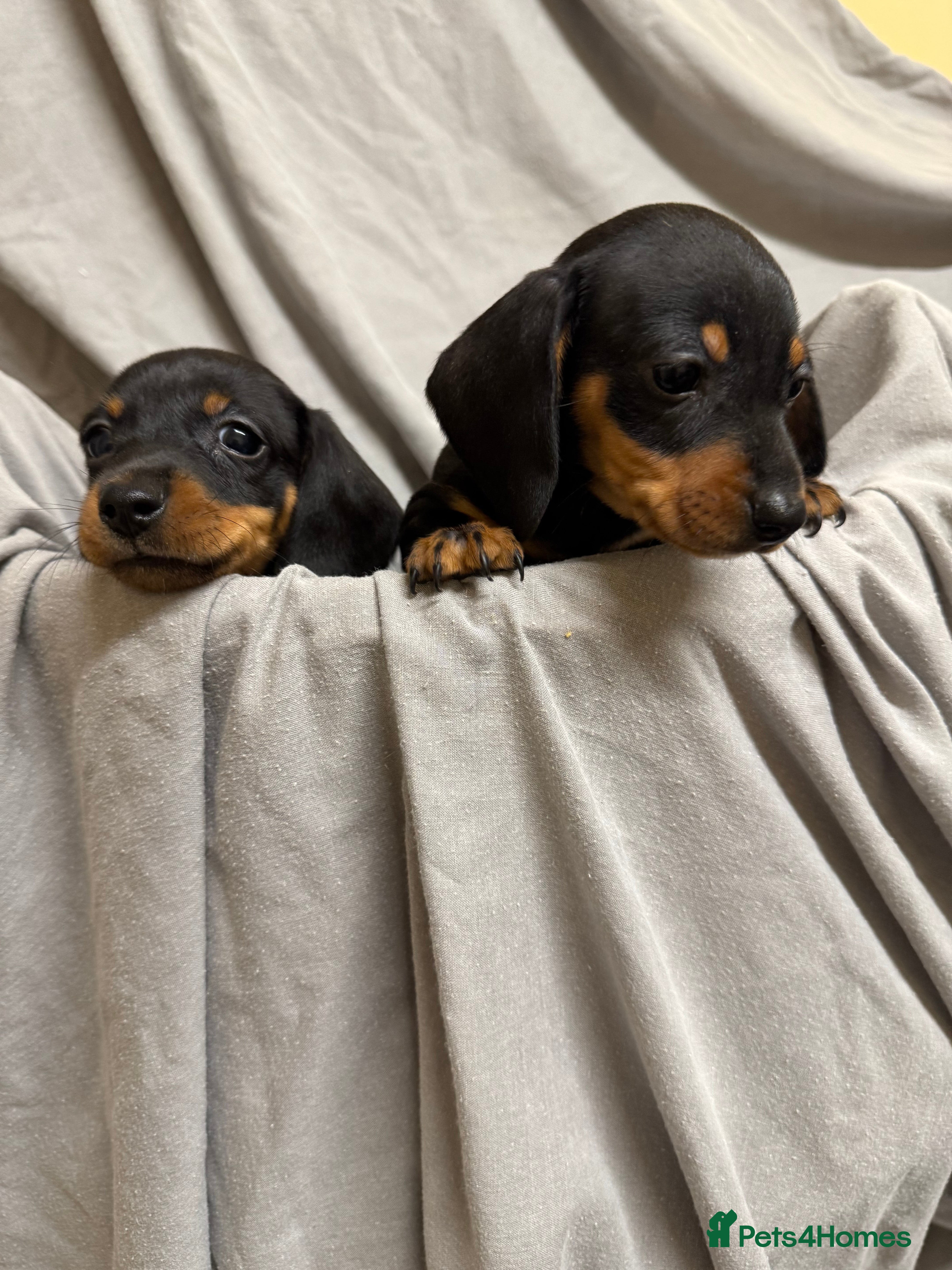 Dachshund dogs MINIATURE DACHSHUND PUPPIES  - Advert 18