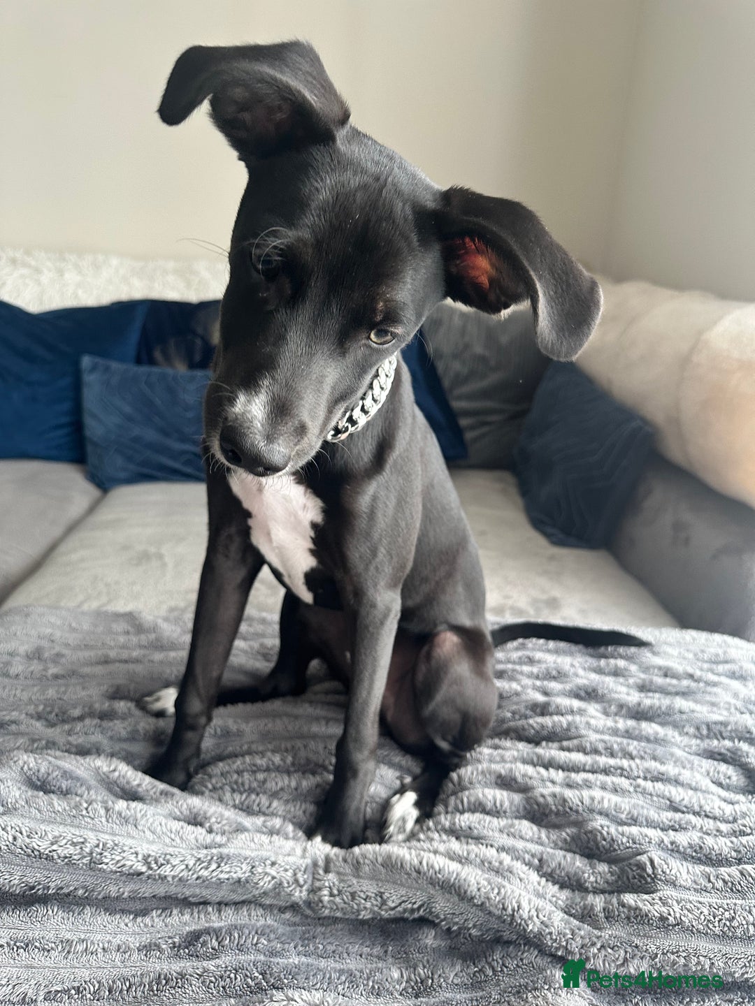 Mixed Breed dogs for sale: Reggie  - Image 2