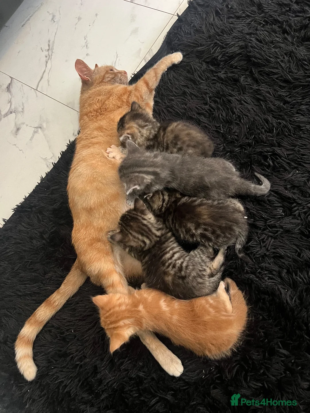Mixed Breed cats for sale: Beautiful female grey tabby kittens - Advert 1