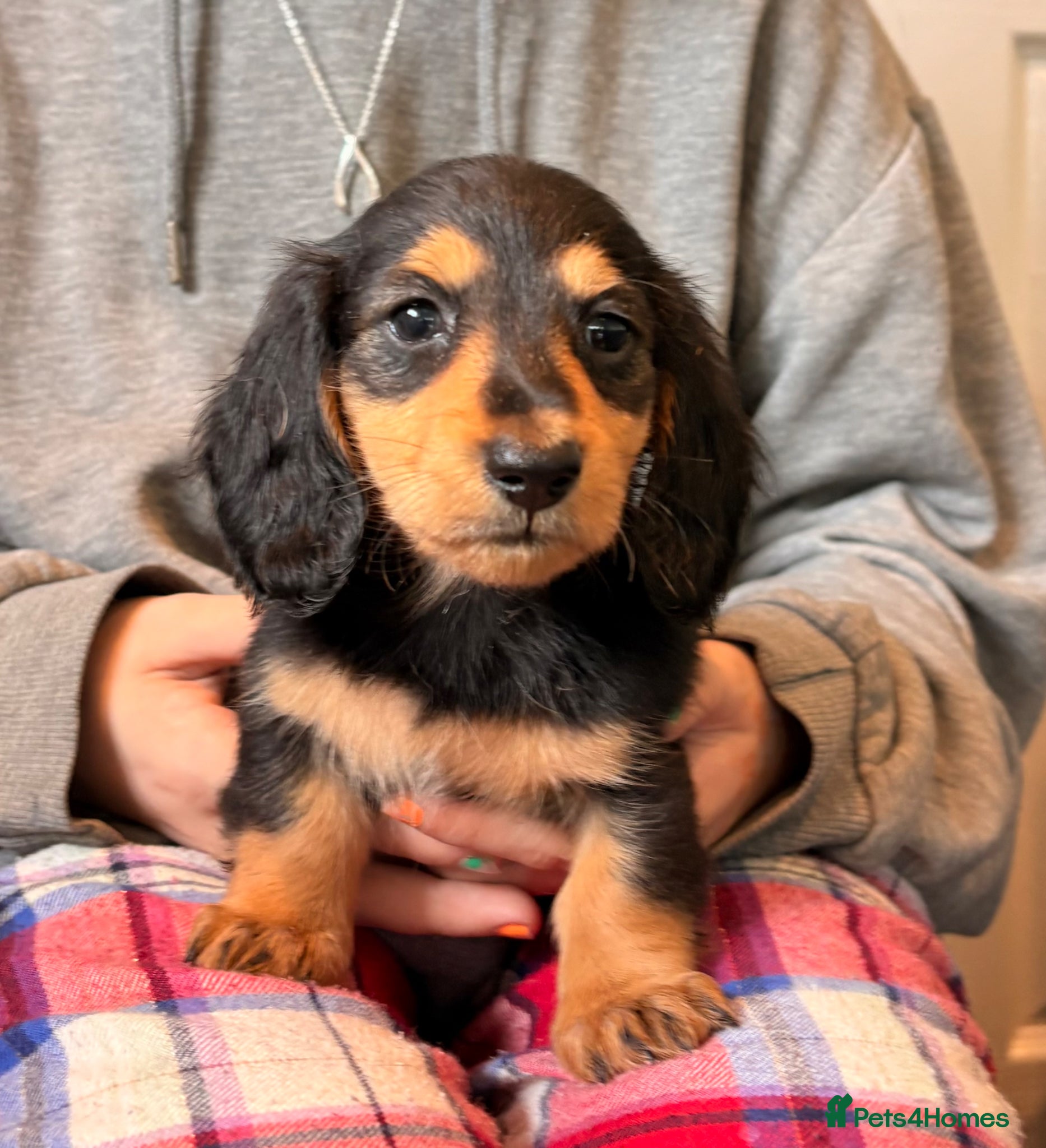 Miniature Dachshund dogs Minature Dachshund Puppies - Advert 13