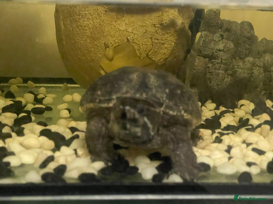 Terrapin reptiles for sale: Musk female turtle  - Image 2