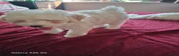 Maltese dogs for sale: Maltesse for sale - Advert 4