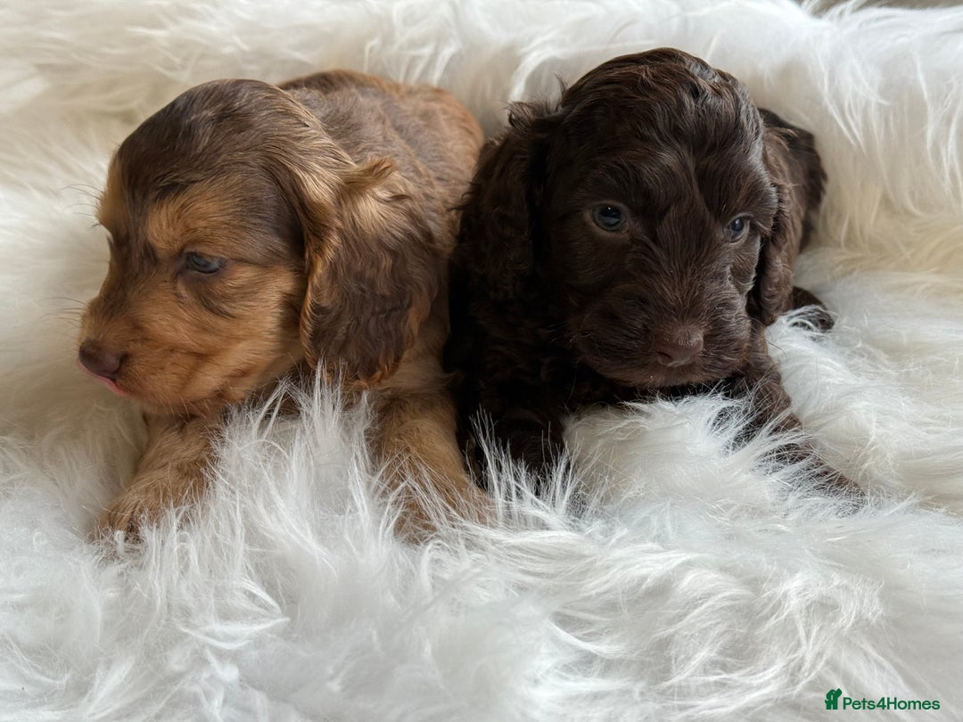 Cockapoo dogs for sale: F1 Cockapoo’s  - Image 6