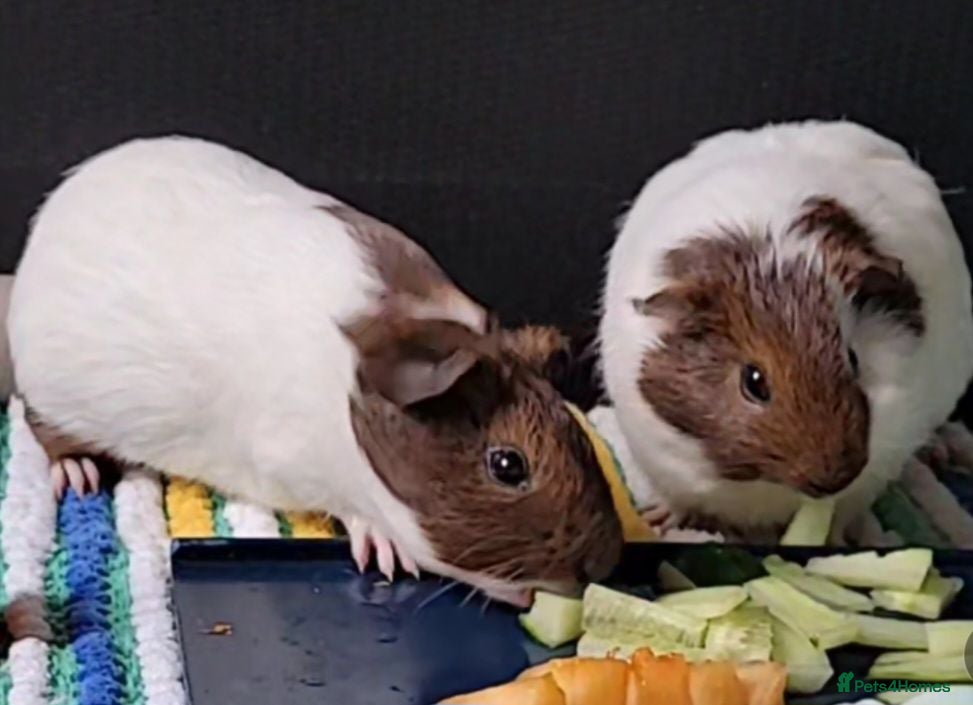 Guinea Pig rodents 2 female Guinea pigs  - Advert 4