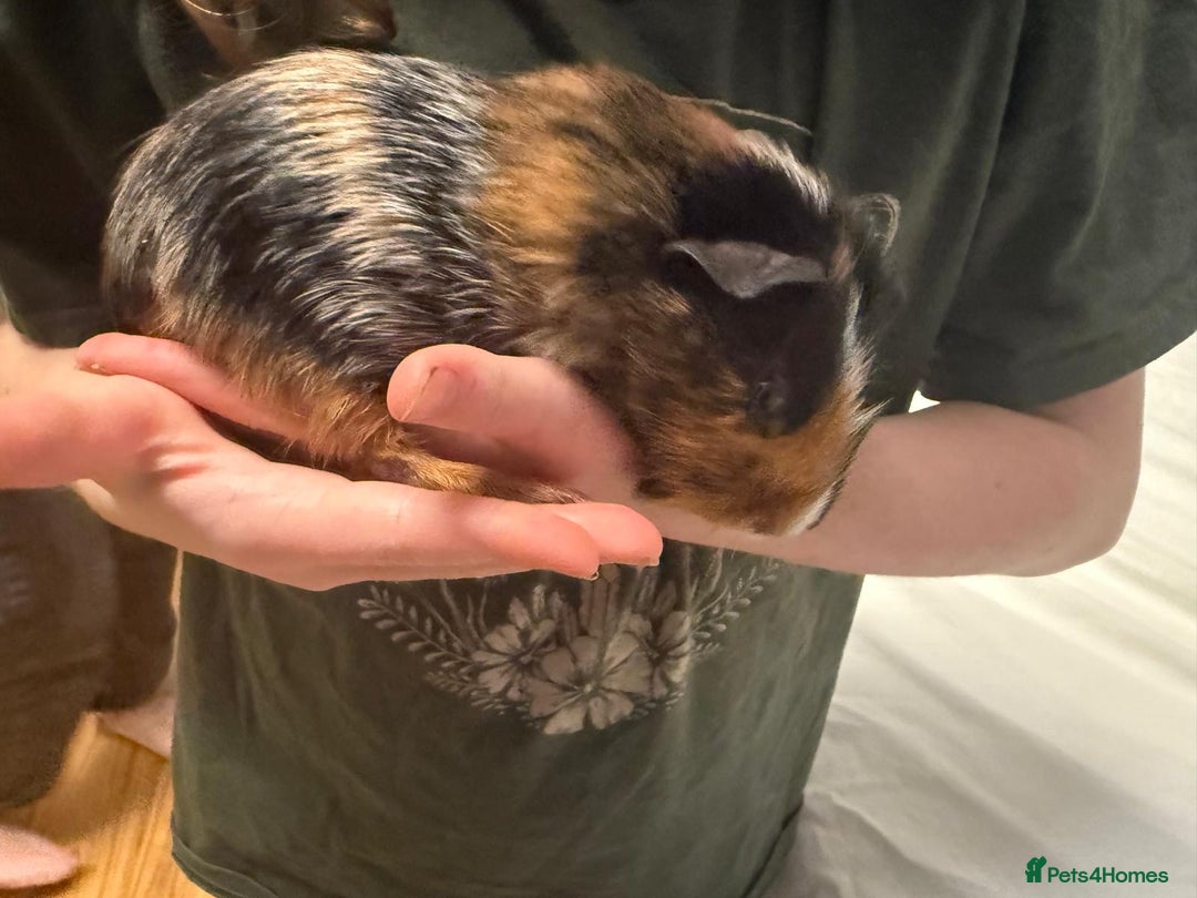 Guinea Pig rodents for sale: 2 MALES GUNEA PIGS WITH CAGE - Advert 3